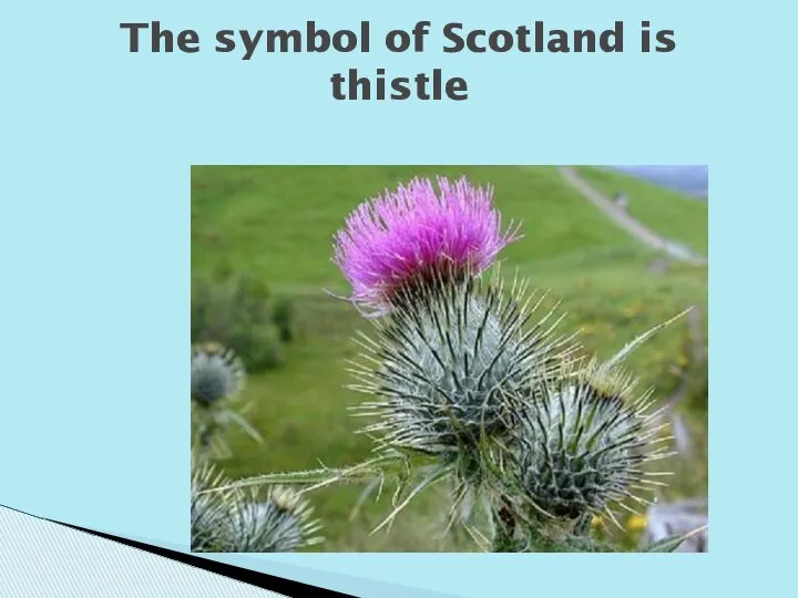 The symbol of Scotland is thistle