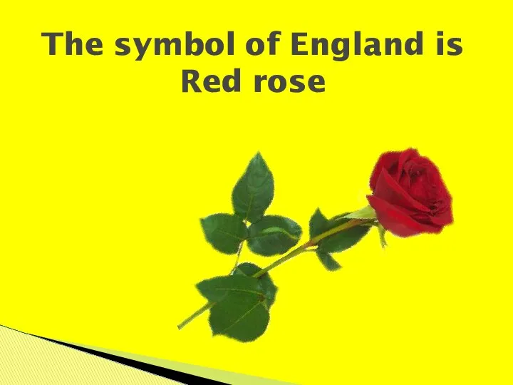 The symbol of England is Red rose
