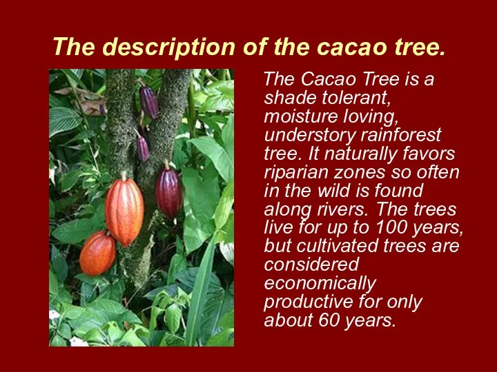 The description of the cacao tree. The Cacao Tree is a