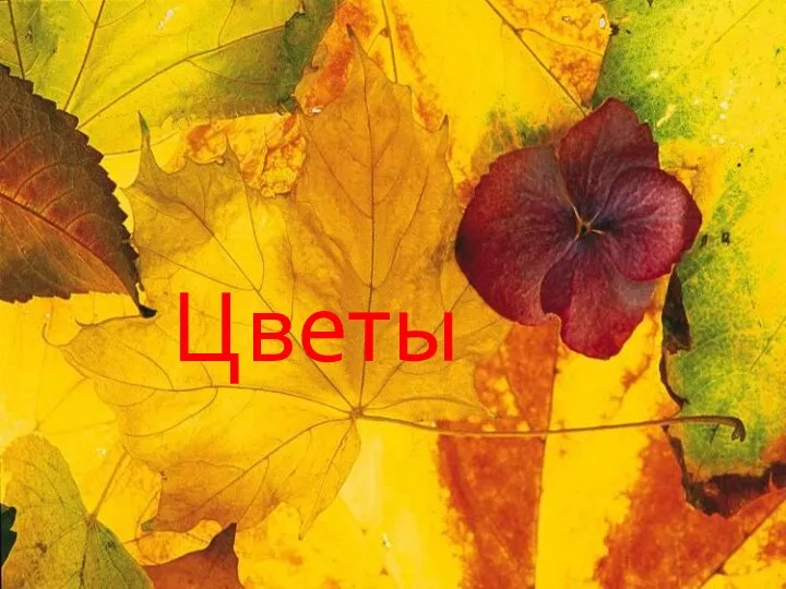 Цветы