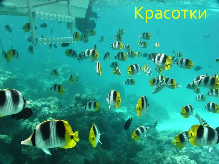 Красотки