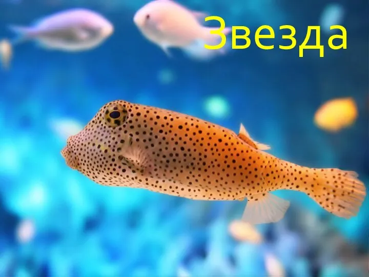 Звезда