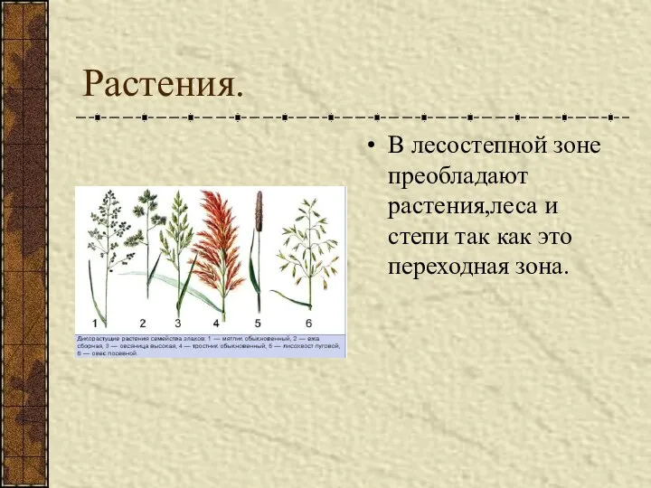 Растения. В лесостепной зоне преобладают растения,леса и степи так как это переходная зона.