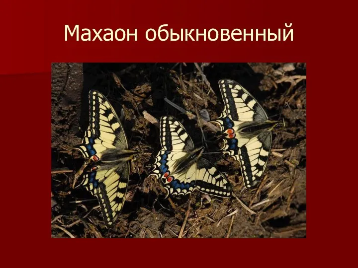 Махаон обыкновенный