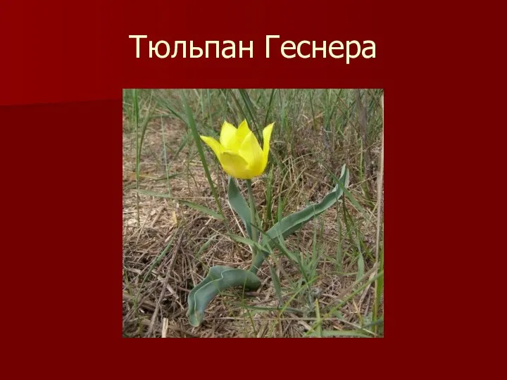 Тюльпан Геснера