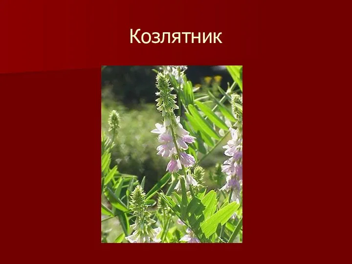 Козлятник