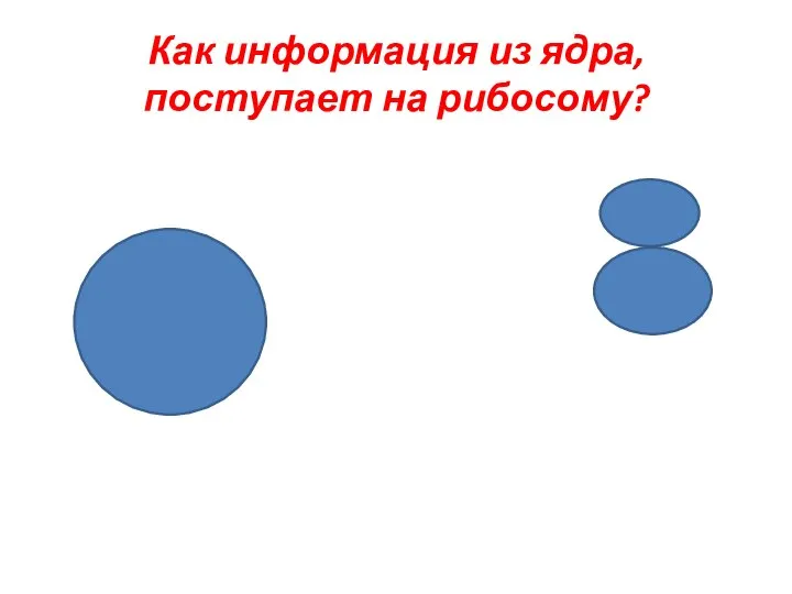 Как информация из ядра, поступает на рибосому?