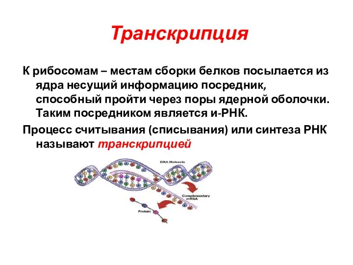 Транскрипция К рибосомам – местам сборки белков посылается из ядра несущий