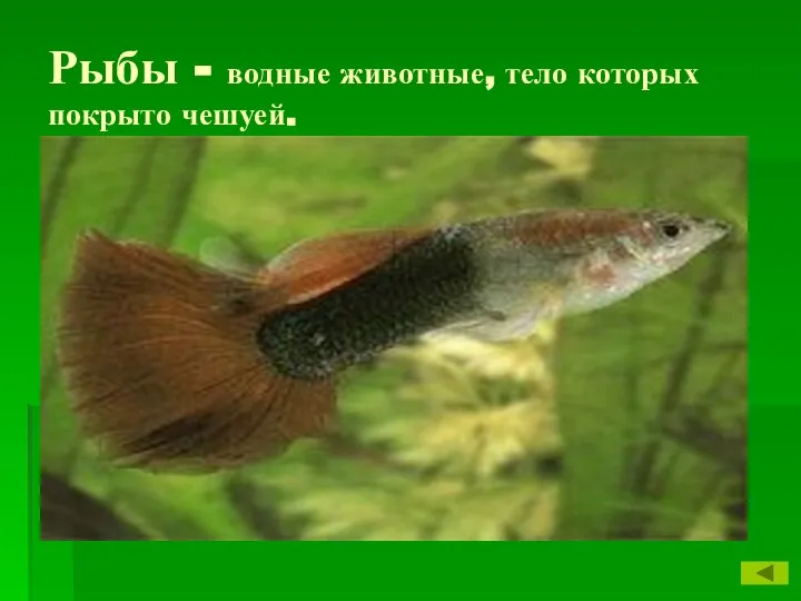 Рыбы - водные животные, тело которых покрыто чешуей.