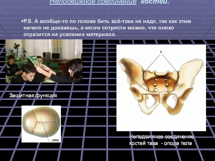 Неподвижное соединение костей. Защитная функция Неподвижное соединение костей таза - опора