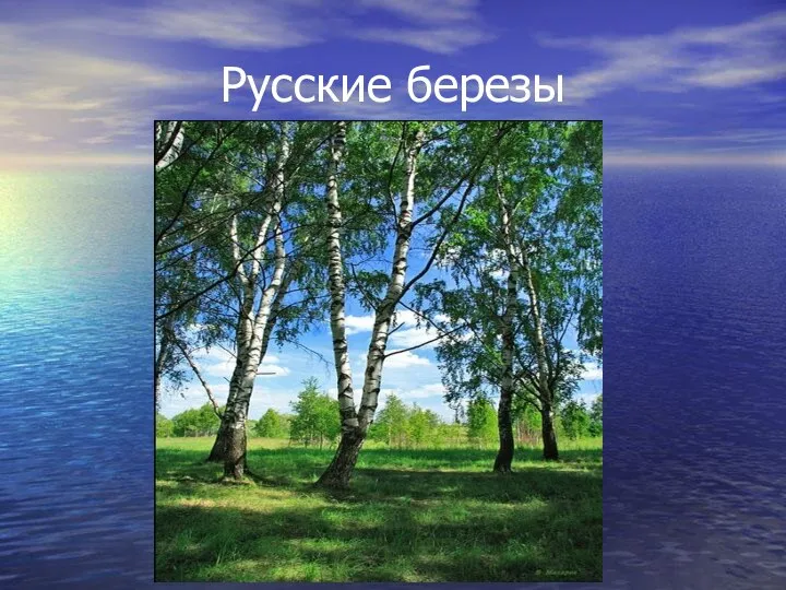 Русские березы