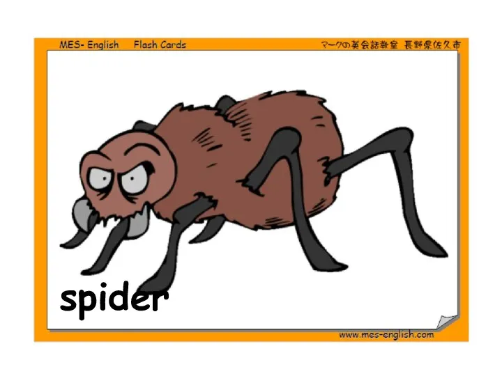 spider