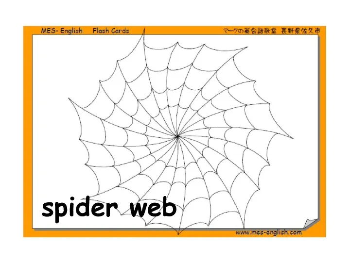 spider web