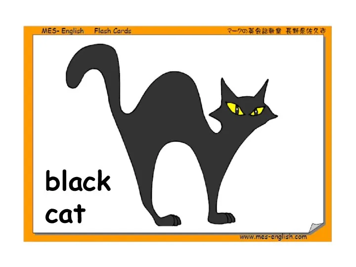 black cat