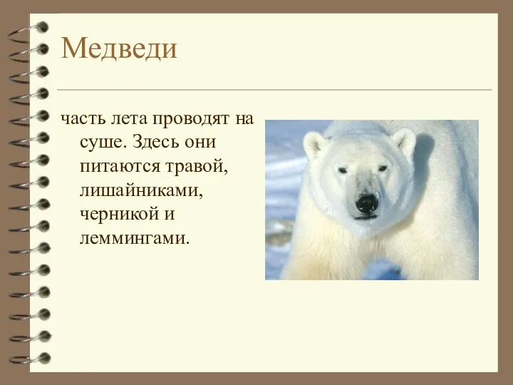 часть лета проводят на суше. Здесь они питаются травой, лишайниками, черникой и леммингами. Медведи