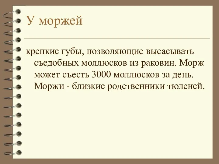 У моржей крепкие губы, позволяющие высасывать съедобных моллюсков из раковин. Морж