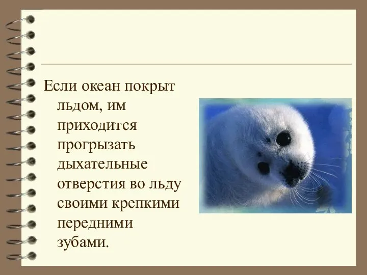 Если океан покрыт льдом, им приходится прогрызать дыхательные отверстия во льду своими крепкими передними зубами.