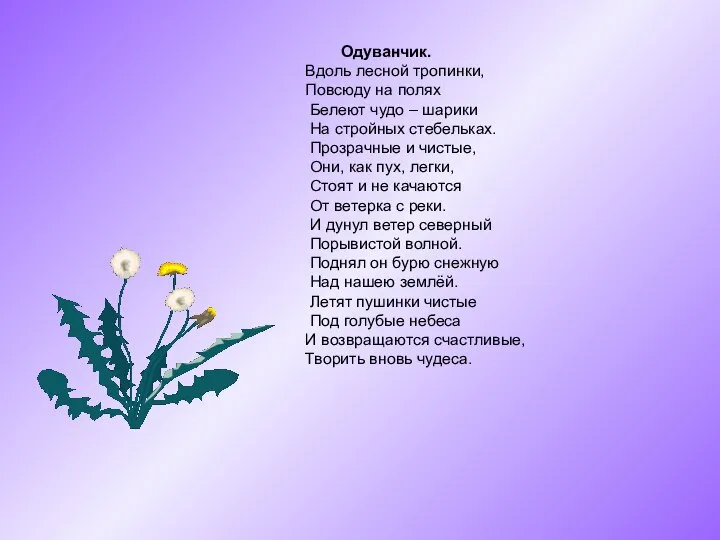 Одуванчик. Вдоль лесной тропинки, Повсюду на полях Белеют чудо – шарики