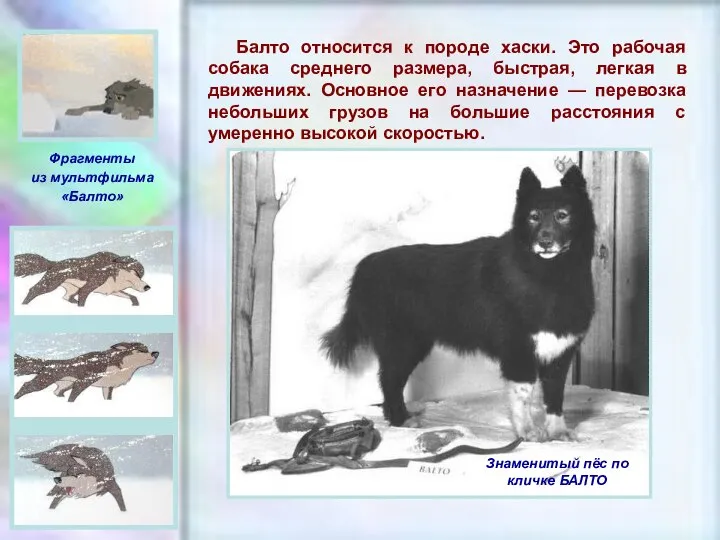 ЧУВАШСКАЯ РЕСПУБЛИКА, г. ШУМЕРЛЯ, МОУ «СОШ №2» Балто относится к породе