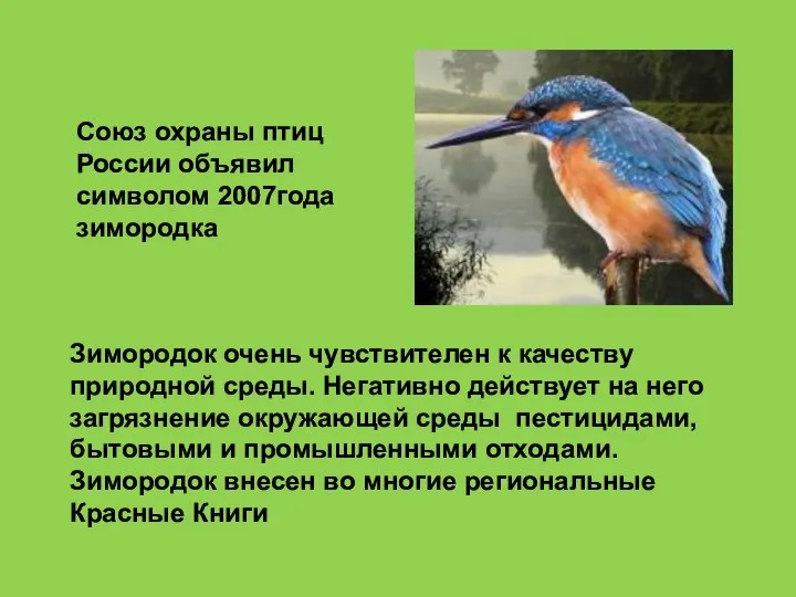 Зимородок очень чувствителен к качеству природной среды. Негативно действует на него