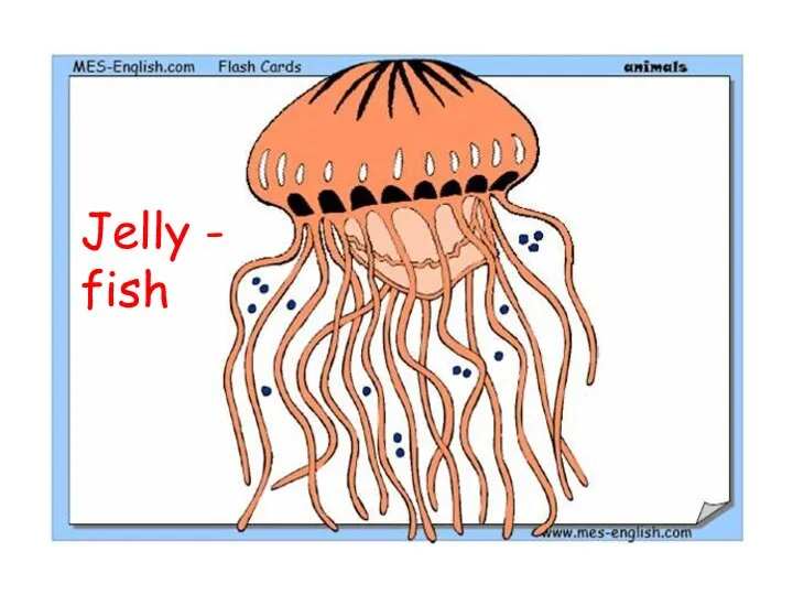 Jelly - fish