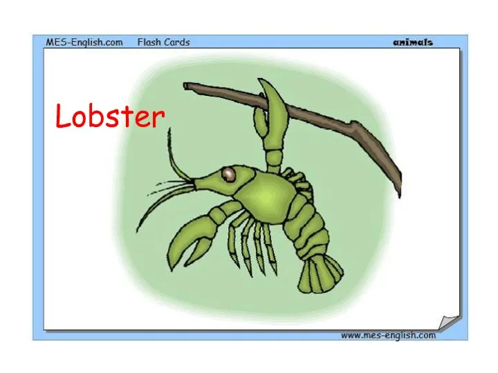 Lobster