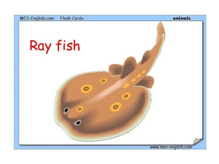 Ray fish