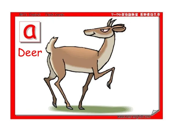 Deer