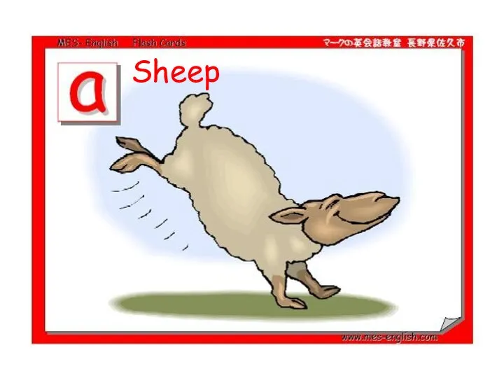 Sheep