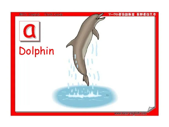 Dolphin