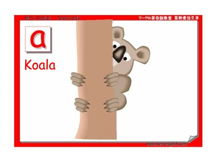 Koala