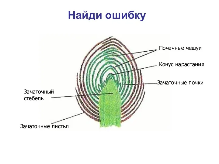 Найди ошибку Почечные чешуи Зачаточные листья Зачаточный стебель Зачаточные почки Конус нарастания