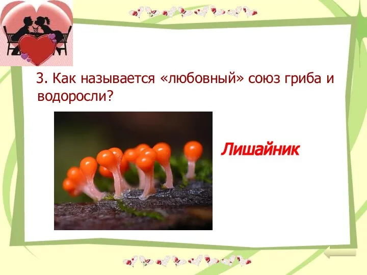 3. Как называется «любовный» союз гриба и водоросли? Лишайник