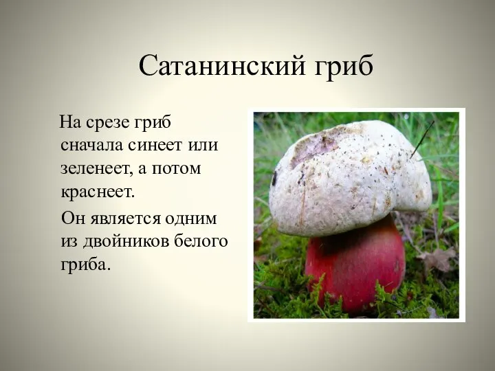 Сатанинский гриб На срезе гриб сначала синеет или зеленеет, а потом