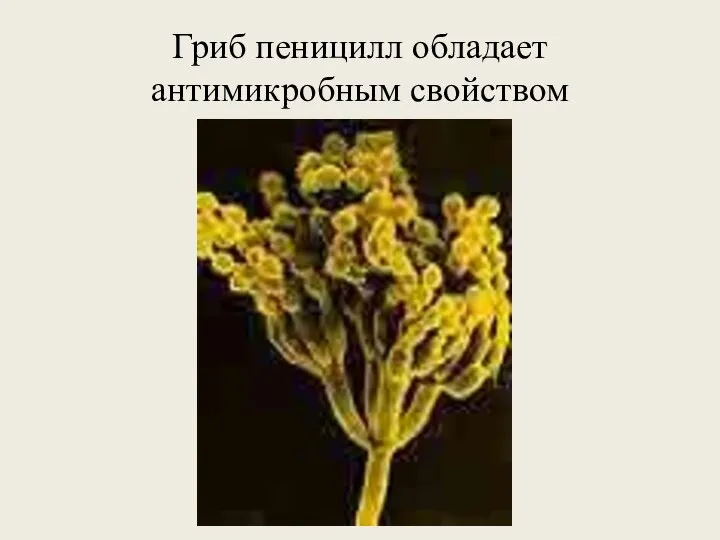 Гриб пеницилл обладает антимикробным свойством