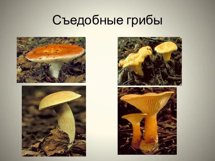 Съедобные грибы