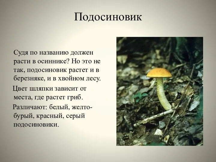 Подосиновик Судя по названию должен расти в осиннике? Но это не