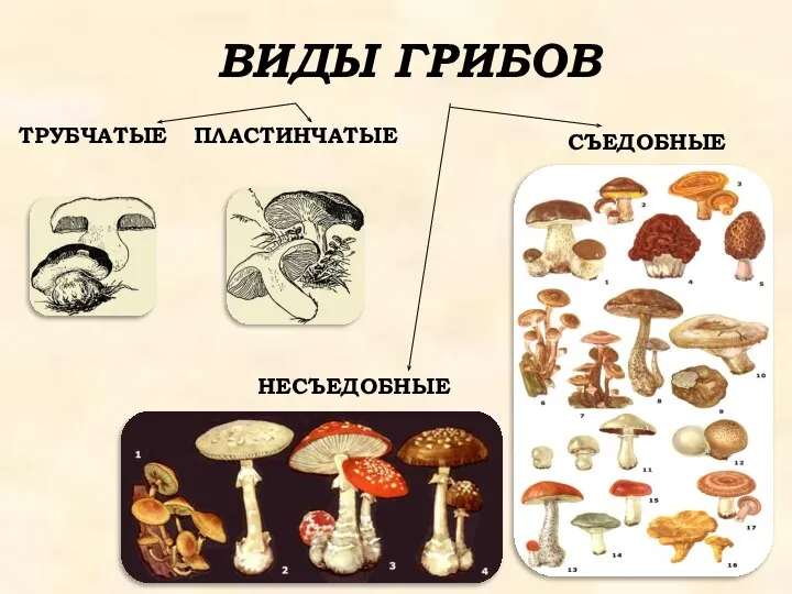 ВИДЫ ГРИБОВ ТРУБЧАТЫЕ ПЛАСТИНЧАТЫЕ СЪЕДОБНЫЕ НЕСЪЕДОБНЫЕ