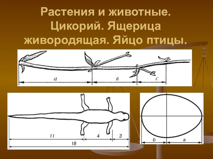 Растения и животные. Цикорий. Ящерица живородящая. Яйцо птицы.