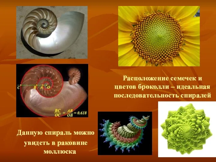 Данную спираль можно увидеть в раковине моллюска Расположение семечек и цветов