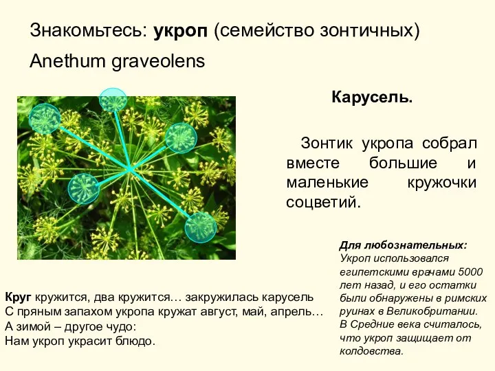 Знакомьтесь: укроп (семейство зонтичных) Anethum graveolens Карусель. Зонтик укропа собрал вместе