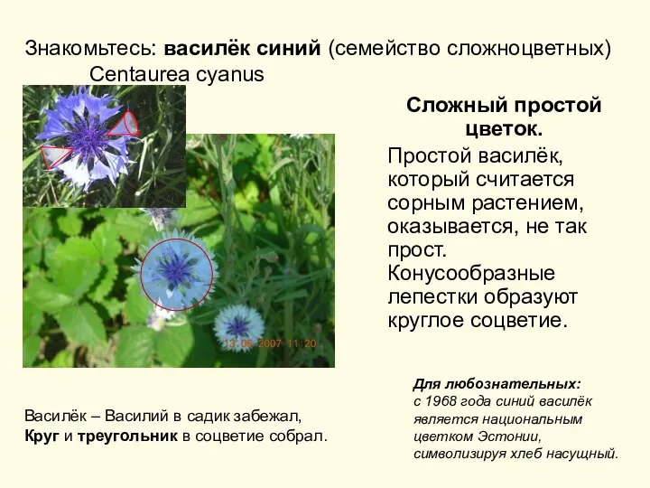 Знакомьтесь: василёк синий (семейство сложноцветных) Centaurea cyanus Сложный простой цветок. Простой