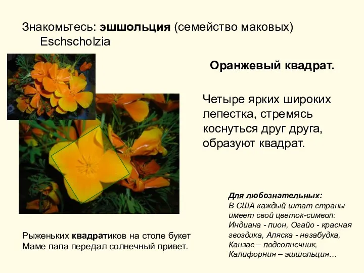 Знакомьтесь: эшшольция (семейство маковых) Eschscholzia Оранжевый квадрат. Четыре ярких широких лепестка,