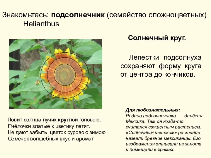 Знакомьтесь: подсолнечник (семейство сложноцветных) Helianthus Солнечный круг. Лепестки подсолнуха сохраняют форму