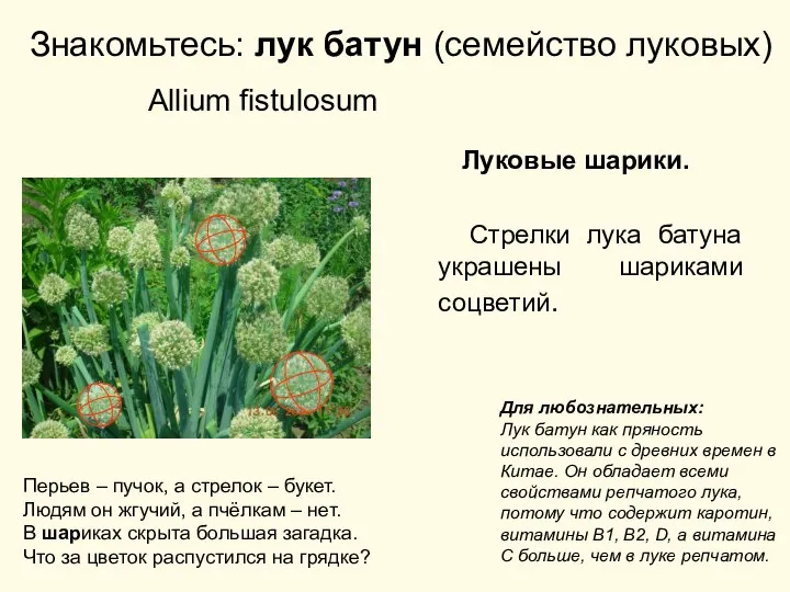 Знакомьтесь: лук батун (семейство луковых) Allium fistulosum Луковые шарики. Стрелки лука