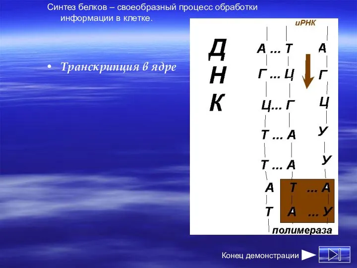 Синтез белков – своеобразный процесс обработки информации в клетке. Транскрипция в ядре