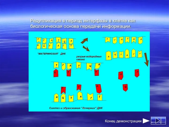 Редупликация в период интерфазы в клетке как биологическая основа передачи информации.