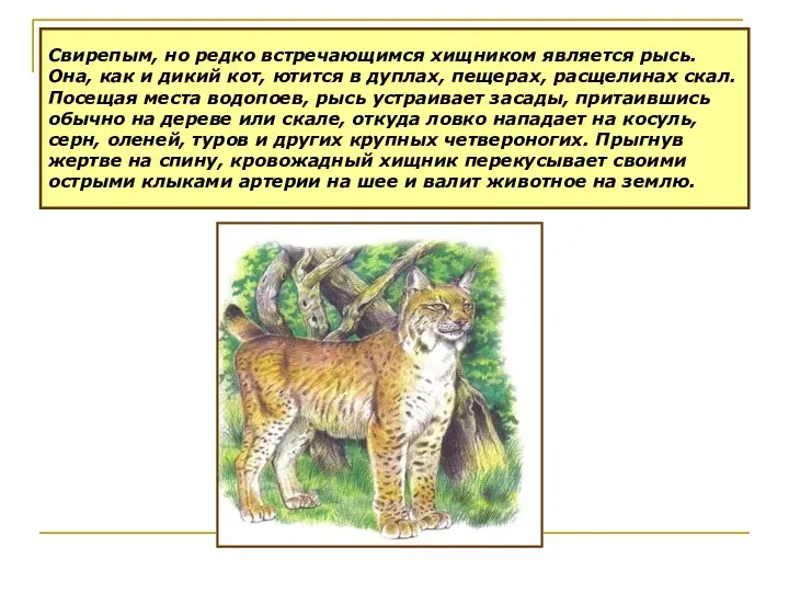 Свирепым, но редко встречающимся хищником является рысь. Она, как и дикий