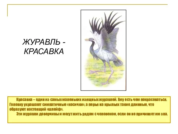 ЖУРАВЛЬ - КРАСАВКА Красавка – один из самых маленьких изящных журавлей.