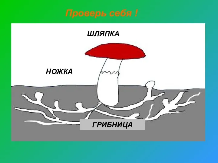 НОЖКА ШЛЯПКА ГРИБНИЦА Проверь себя !